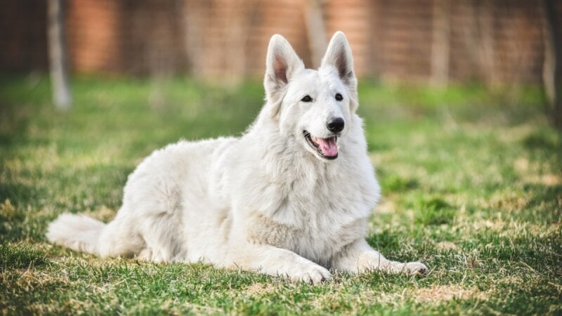 4 características do cachorro pastor branco suíço