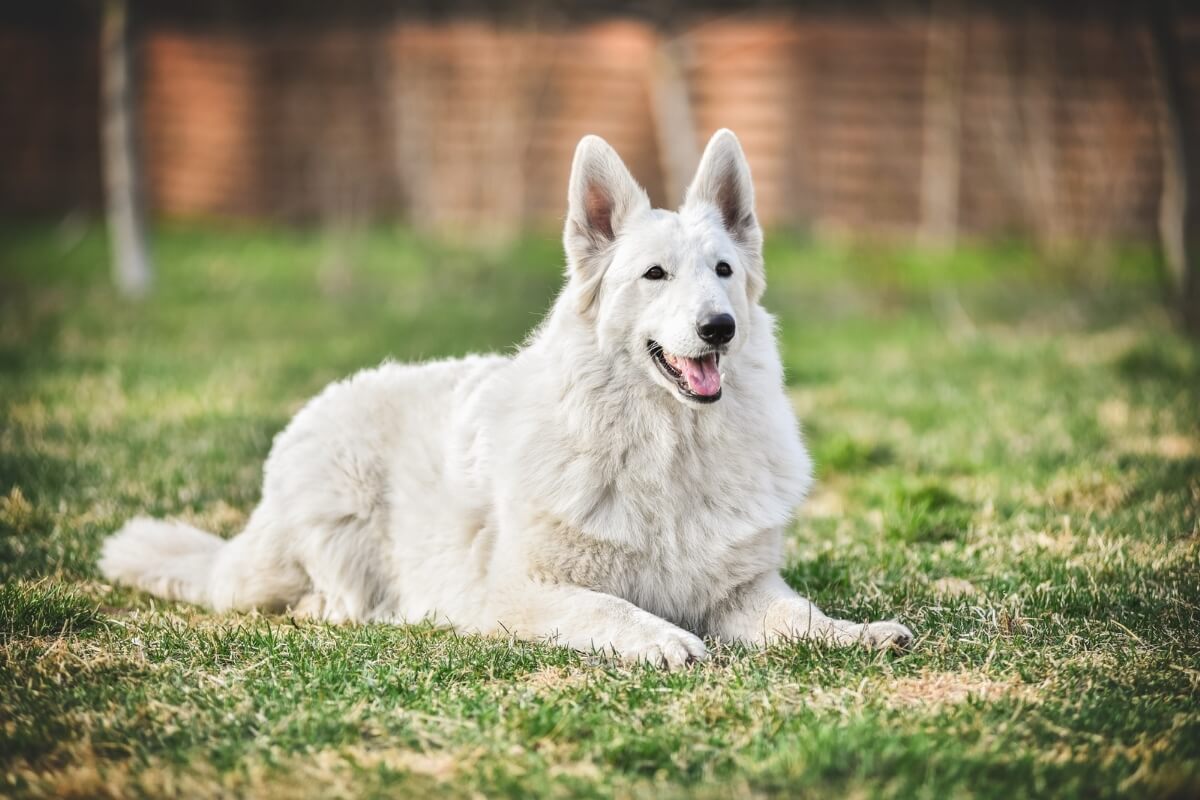 O pastor branco suíço é um cachorro de porte médio a grande (Imagem: Oksamutnaya
| Shutterstock)  