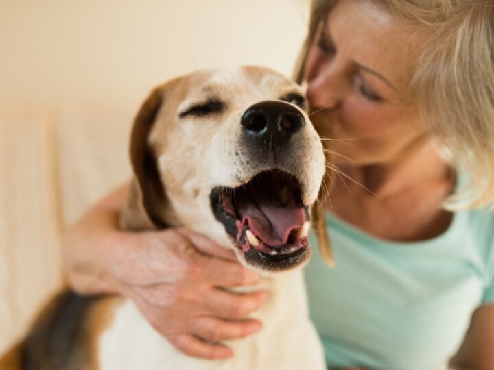 8 dicas para o cachorro envelhecer com mais saúde