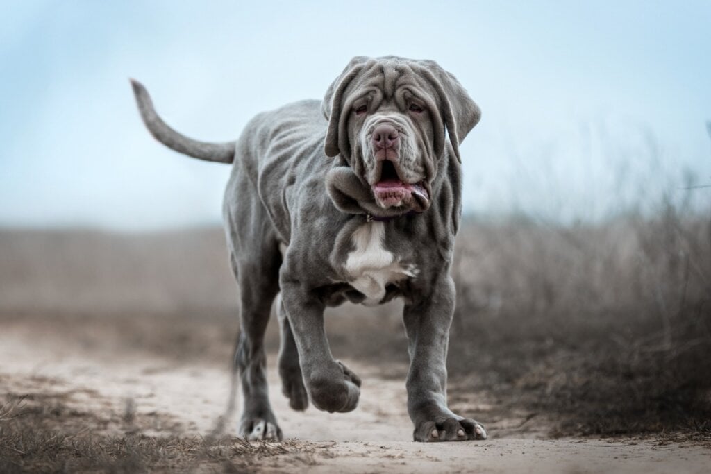 Cachorro da raça mastiff andando na estrada