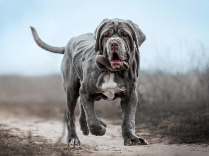 4 características do cachorro da raça mastiff