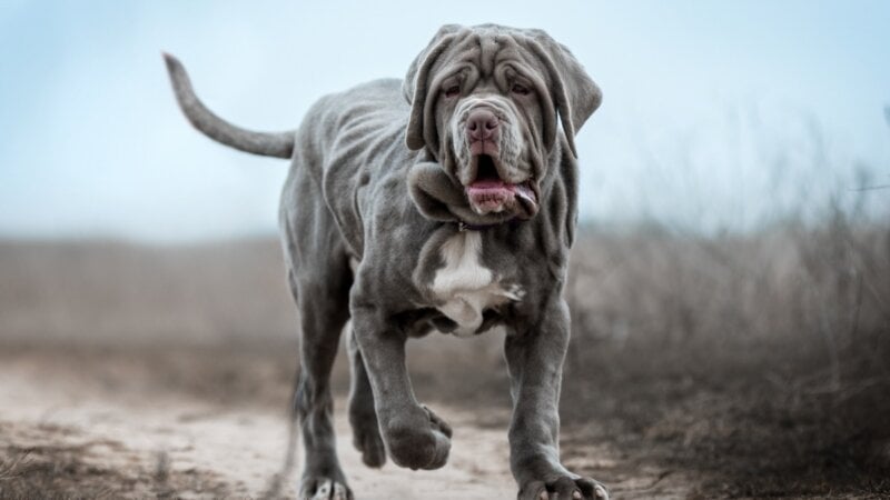 4 características do cachorro da raça mastiff