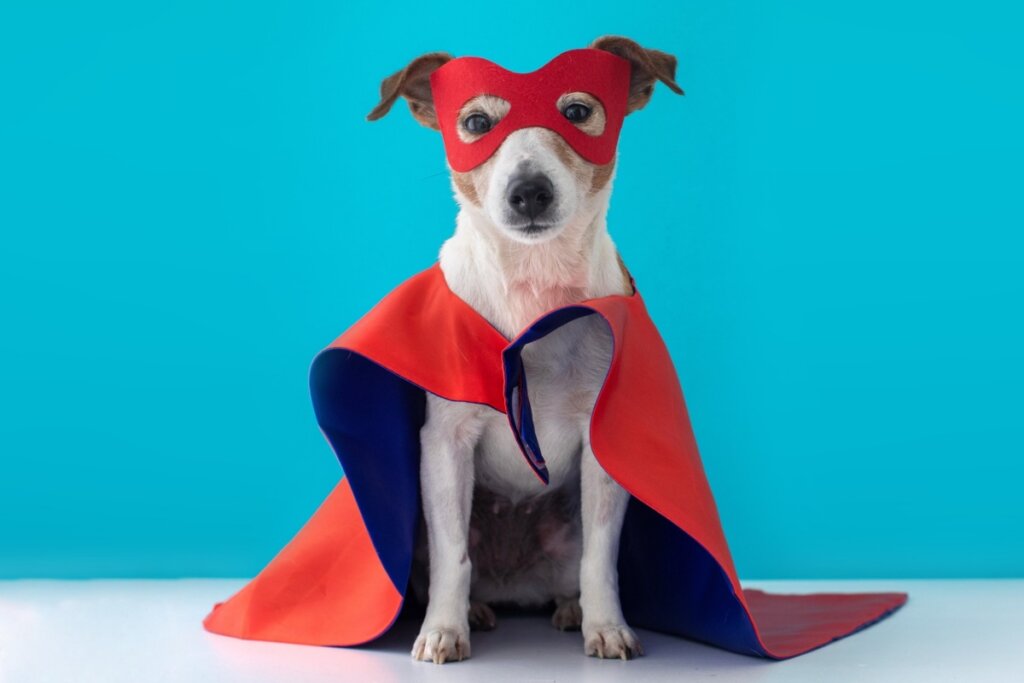 Cachorro sentado, fantasiado de heróis em um fundo azul