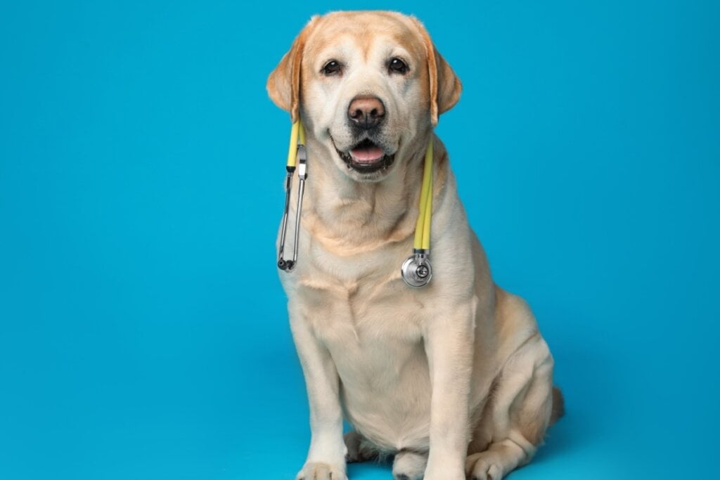 Cachorro sentado usando um estetoscópio no pescoço em um fundo azul