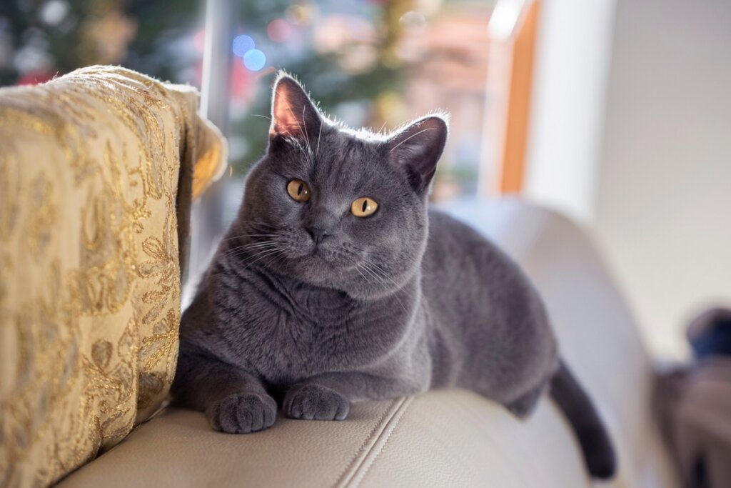 Gato Chartreux deitado em um sofá