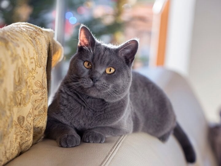 4 características do gato da raça chartreux