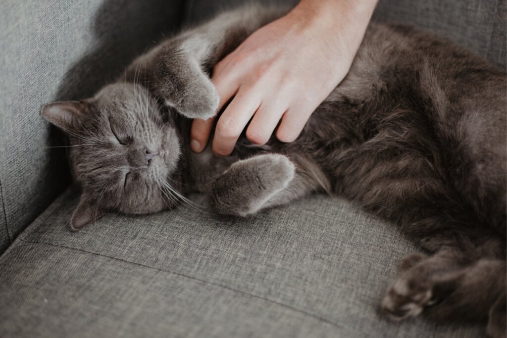 Gato chartreux deitado em um sofá com uma mão fazendo carinho nele 