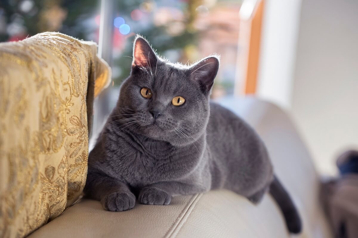 O chartreux é conhecido por sua personalidade afetuosa e calma (Imagem: Katniss studio | Shutterstock)