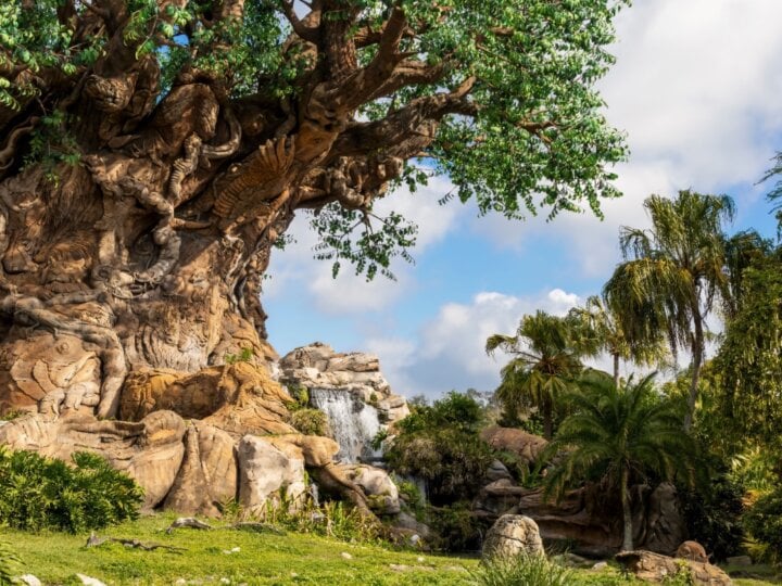 6 atrações imperdíveis do Disney’s Animal Kingdom