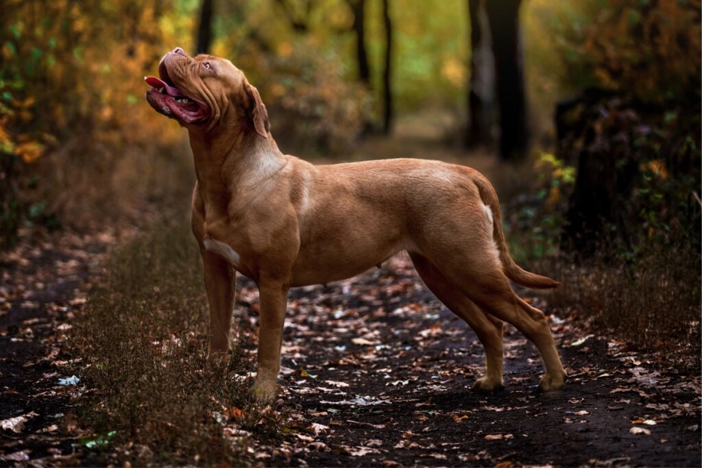 Cachorro Dogue de bordeaux em pé em uma floresta com folhas secas