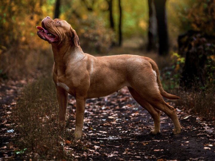 8 maiores raças de cachorro do mundo