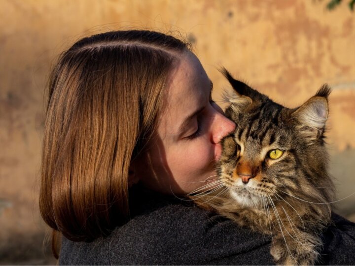 8 raças de gatos mais carinhosas do mundo