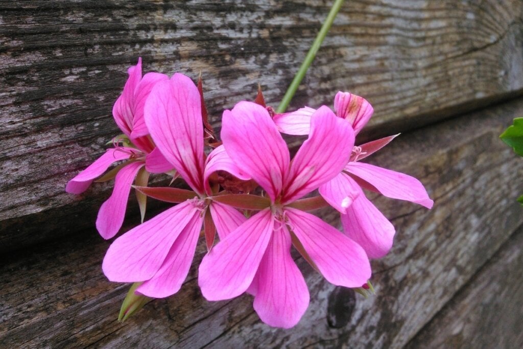 Flor de gerânio rosa em um fundo amadeirado 