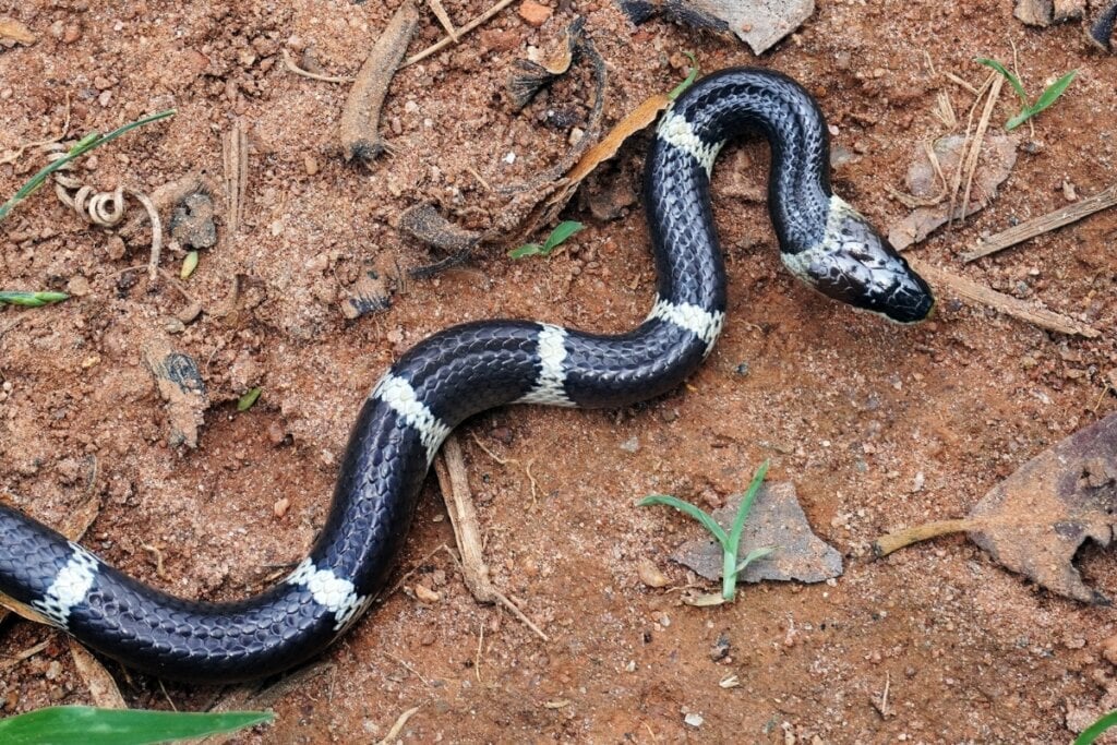 Krait comum rastejando em um chão de terra marrom-escuro 