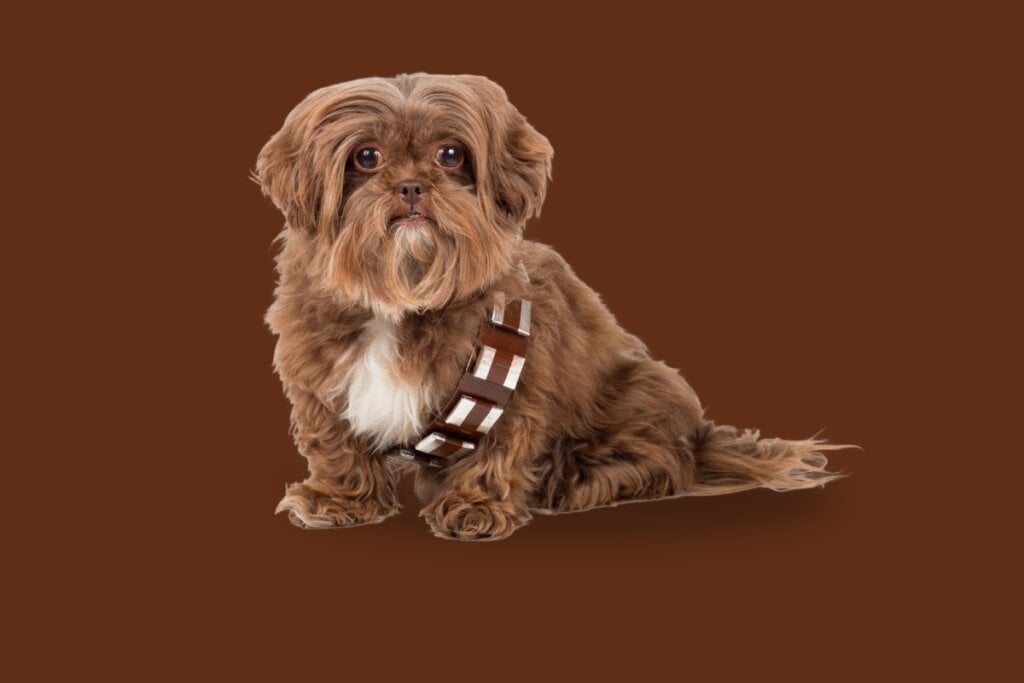 Cachorro fantasiado de chewbacca em um fundo marrom