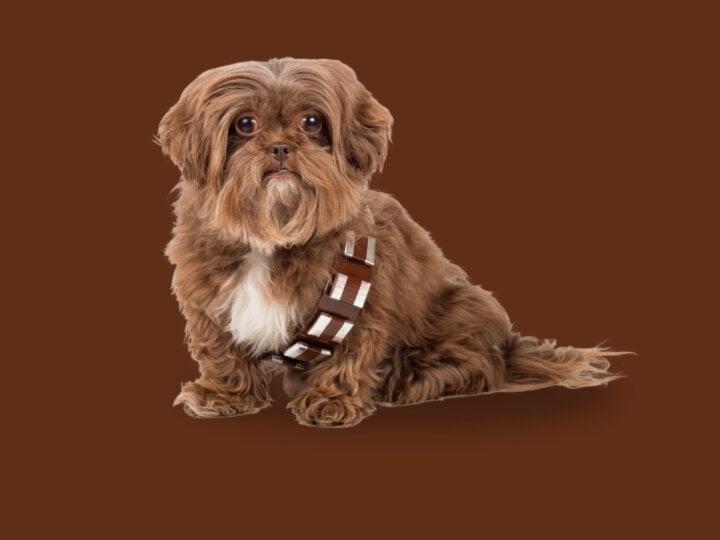 12 nomes de personagens de Star Wars para cachorro