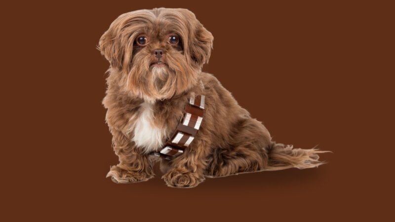 12 nomes de personagens de Star Wars para cachorro