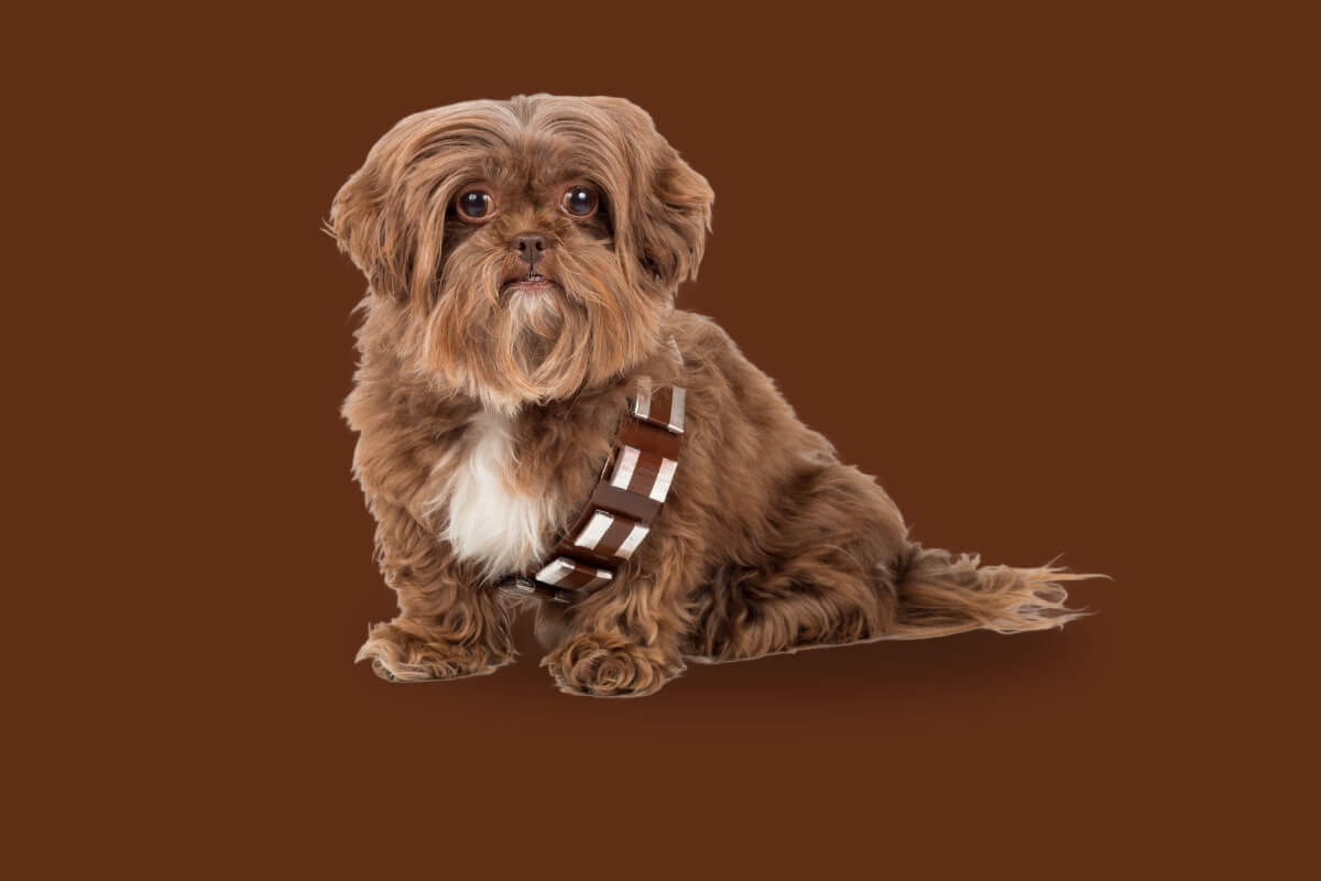 12 nomes de personagens de Star Wars para cachorro