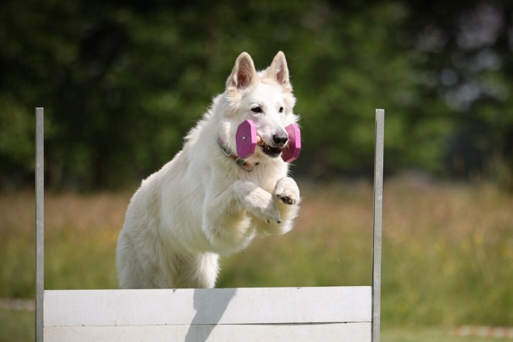 O pastor branco suíço é um cachorro ativo e precisa de exercícios físicos para se manter saudável (Imagem: Marta Wlazlo | Shutterstock)