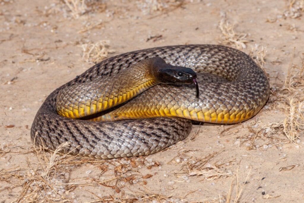 Taipan do interior enrolada em um chão de areia marrom 