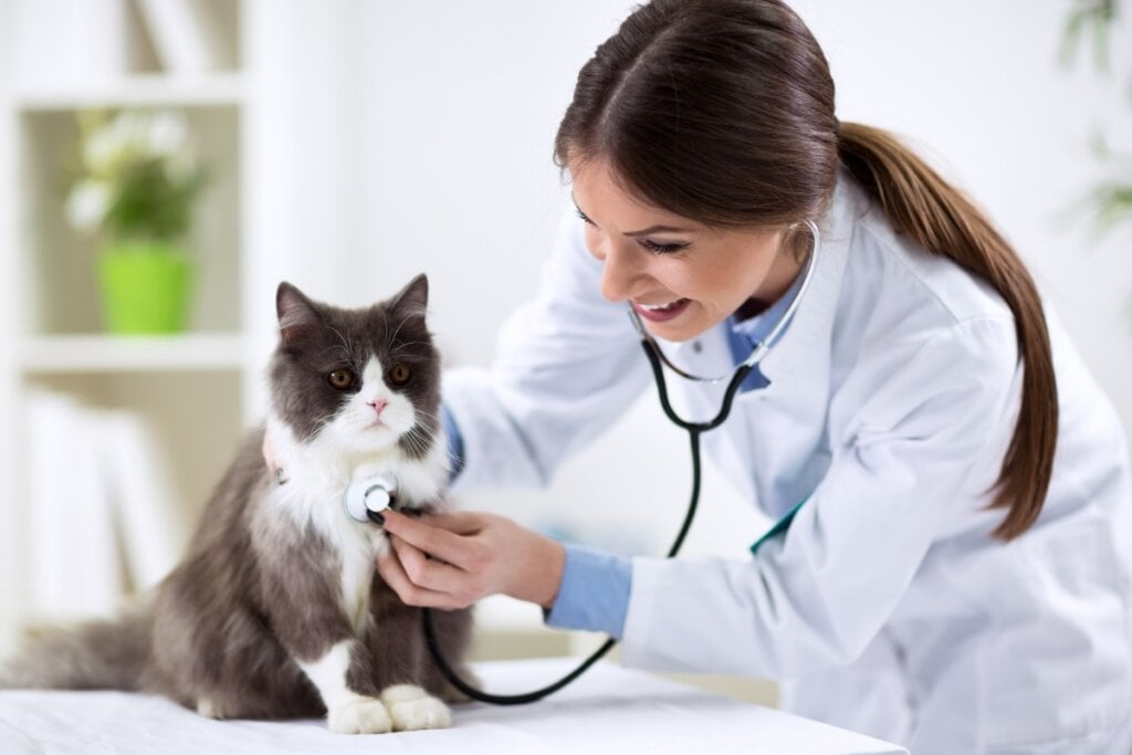 Médica veterinária examinando um gato com um estetoscópio