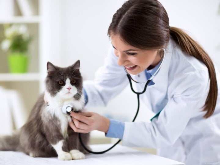 8 especialidades veterinárias e quando procurar cada uma delas