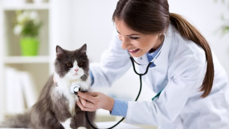 8 especialidades veterinárias e quando procurar cada uma delas