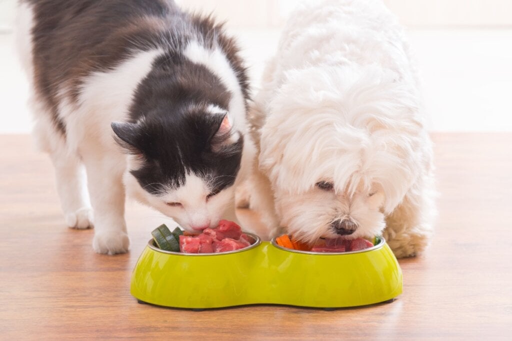 Gato e um cachorro compartilhando uma refeição de alimentação natural, repleta de ingredientes frescos, em uma tigela dupla