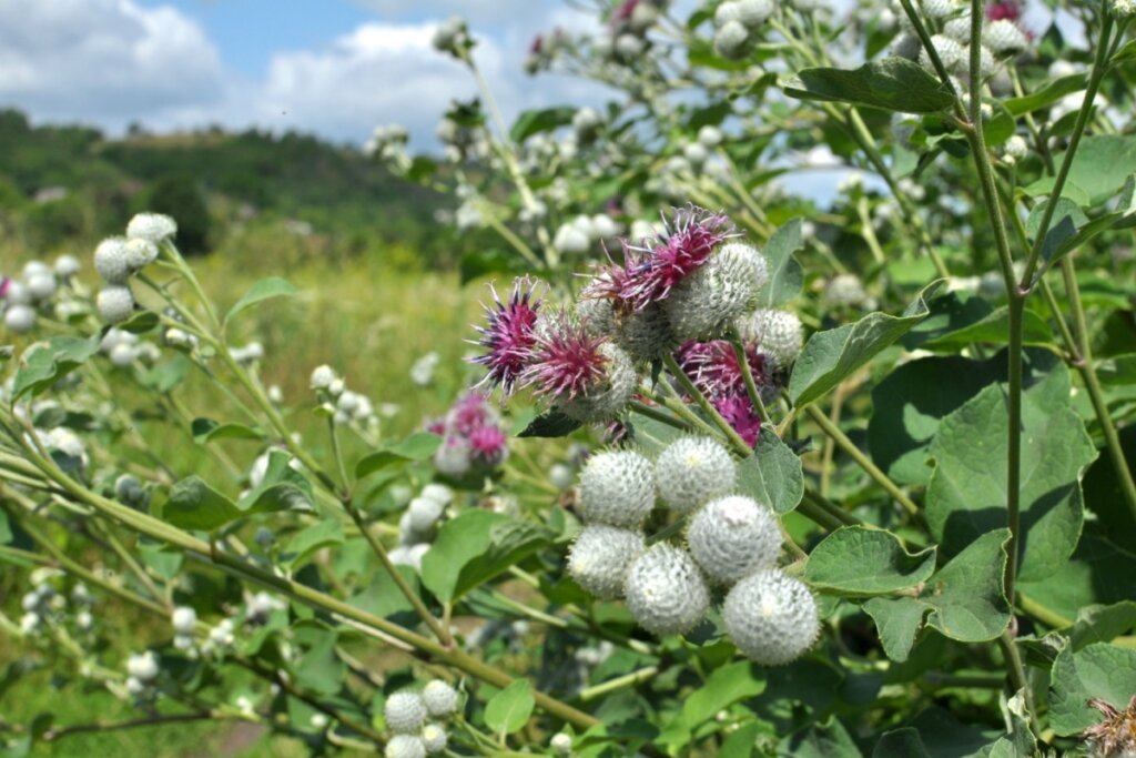 bardana com folhas verdes e flores brancas e roxas