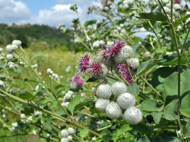 7 benefícios da planta medicinal bardana e como usá-la