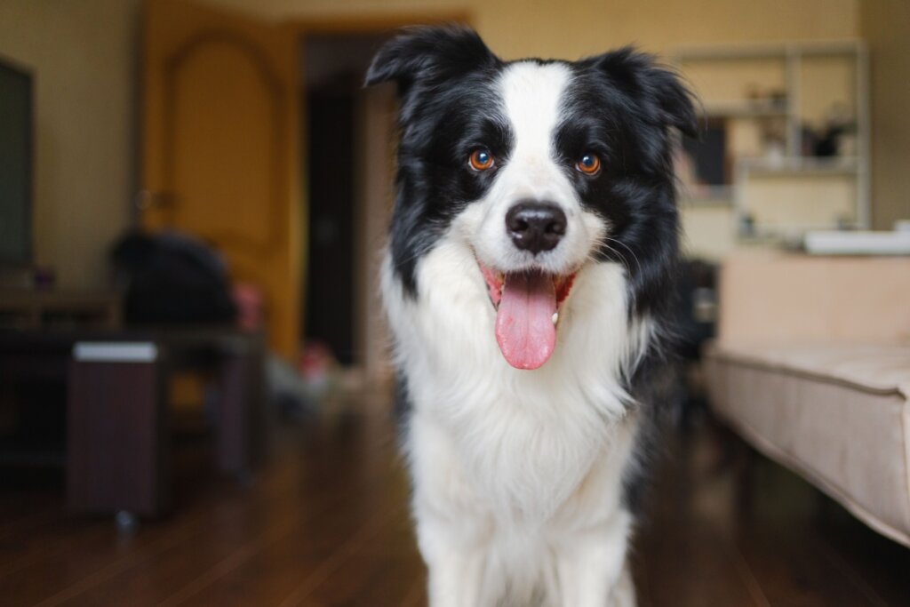 Cachorro com na sala de casa com a língua pra fora