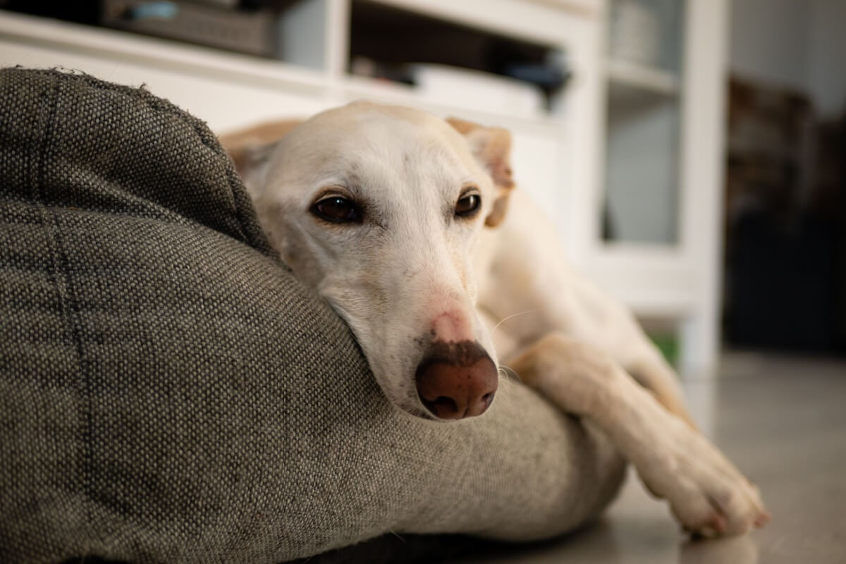 5 dicas para reduzir o estresse do cachorro durante a chuva Jornal Atual Notícias da Costa