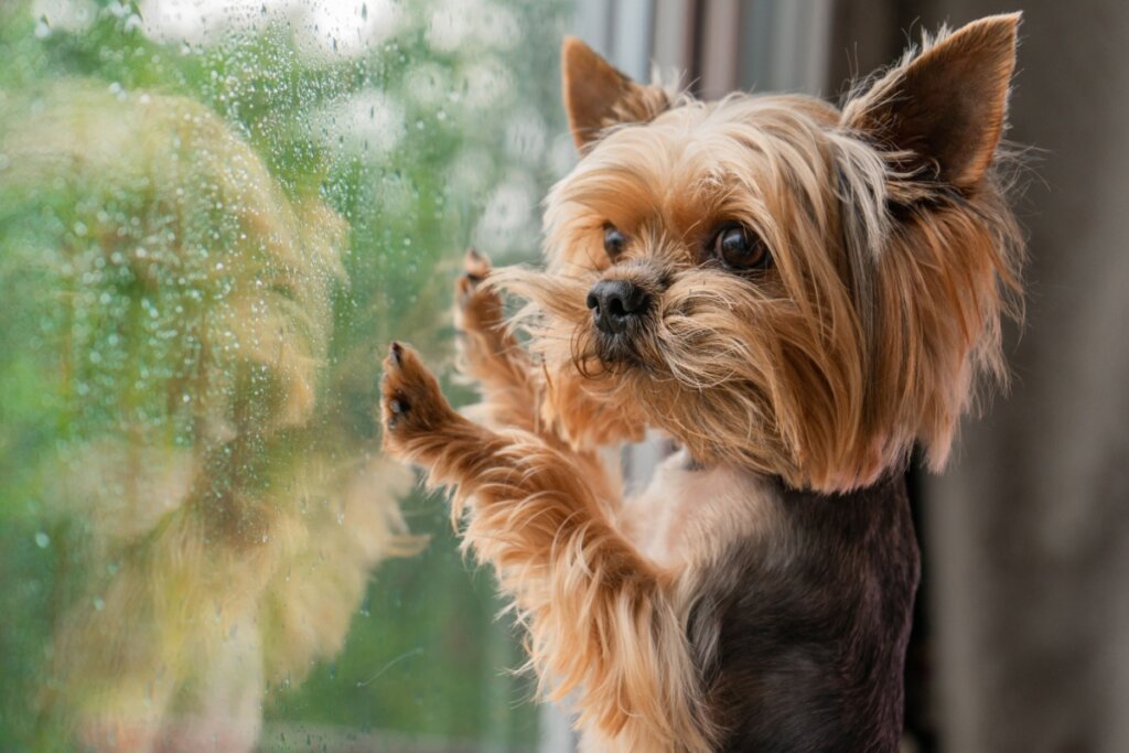 Cachorro olhando a chuva encostado na janela