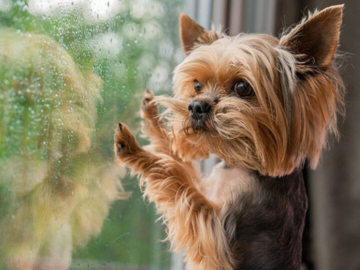 5 dicas para reduzir o estresse do cachorro durante a chuva