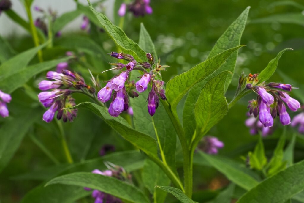 planta confrei com folhas verdes e flores lilás