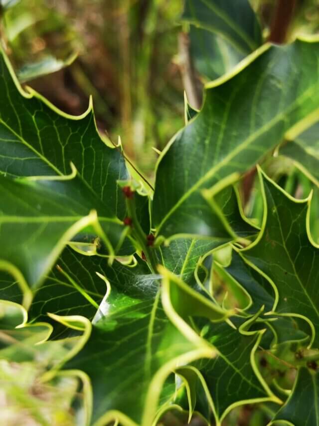 6 benefícios da espinheira-santa para a saúde e como usá-la