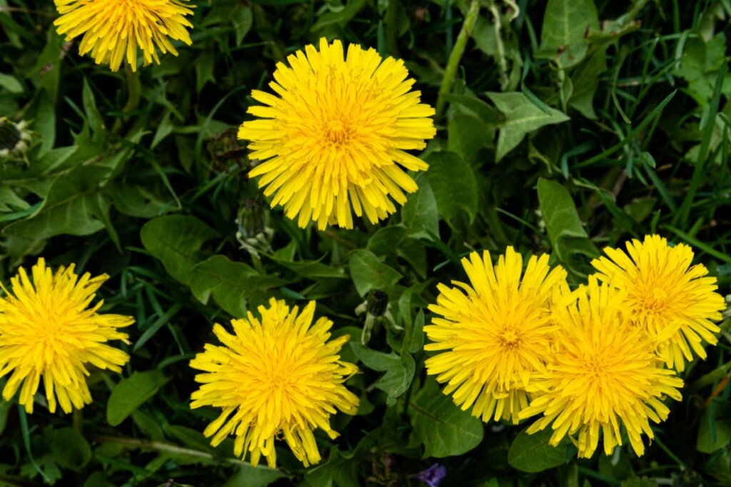 flores amarelas de dente-de-leão e folhas verdes