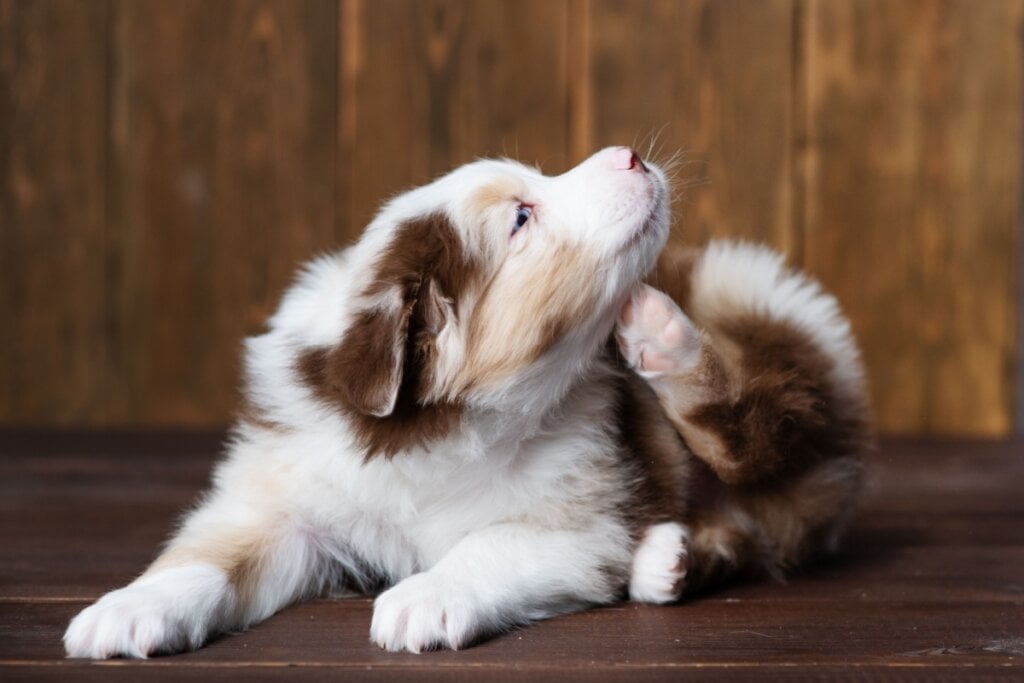 Filhote de cachorro se coçando 