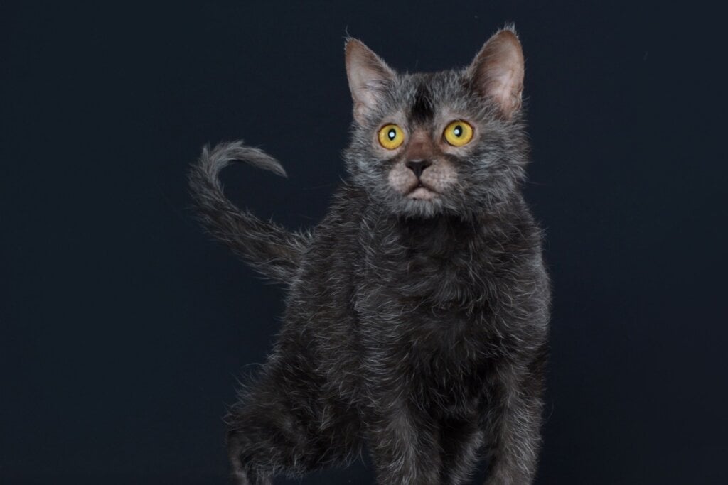 Gato da raça lykoi em fundo preto