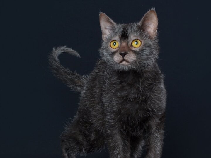 4 características do gato exótico da raça lykoi