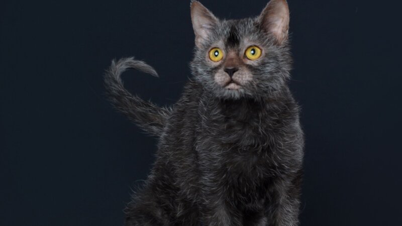 4 características do gato exótico da raça lykoi