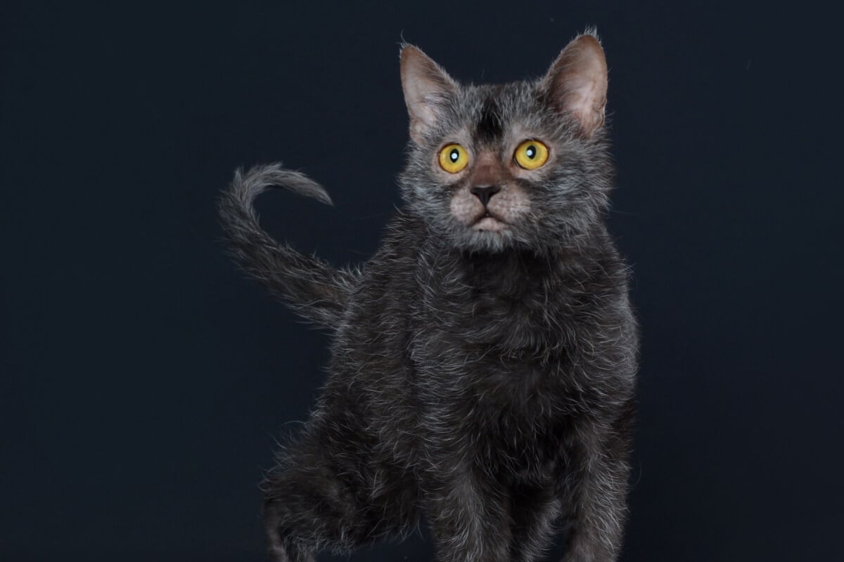 4 características do gato exótico da raça lykoi