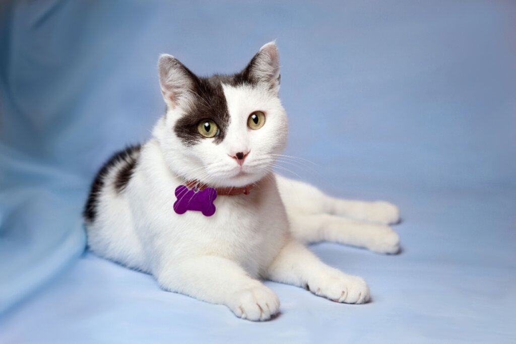 Gato branco com manchas pretas, usando uma coleira com medalha roxa, deitado em um cenário azul