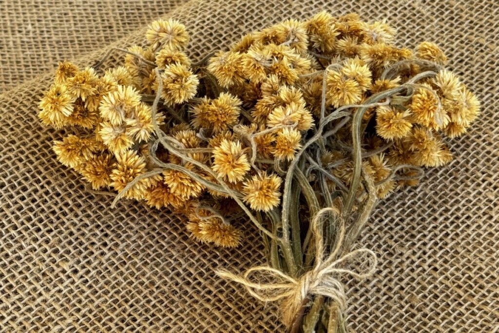 ramo da planta marcela com folhas amarelas em cima de pano de cordão