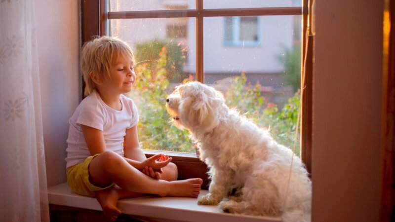 8 dicas para uma boa convivência entre cachorros e crianças