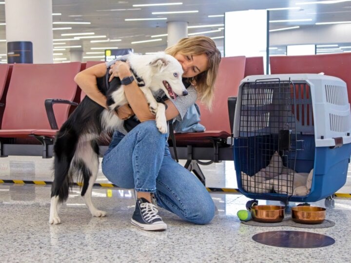 Conheça as novas regras para o transporte aéreo de animais 