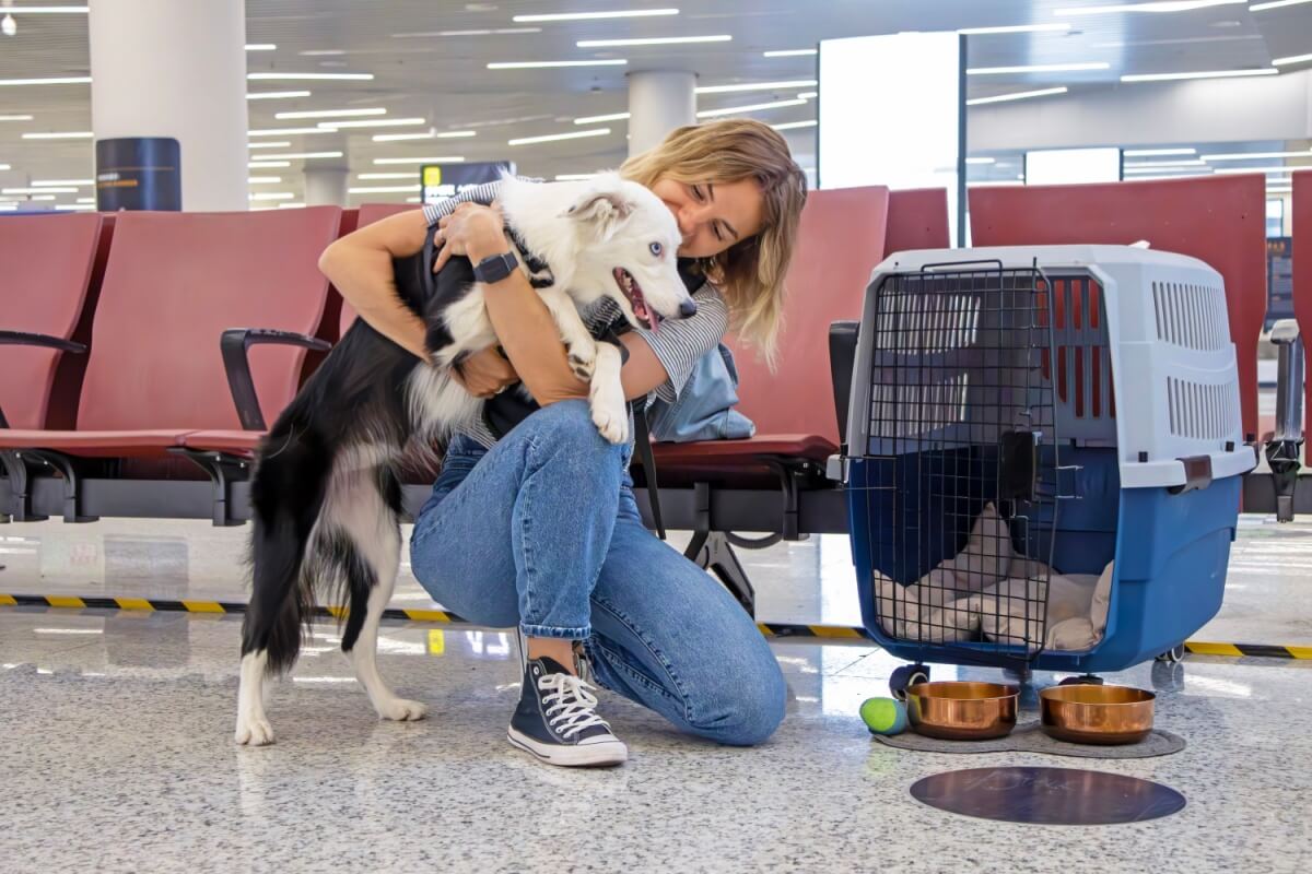 Novas regras devem aumentar a segurança e o conforto dos pets domésticos durante viagens de avião (Imagem: yar-andy | Shutterstock)