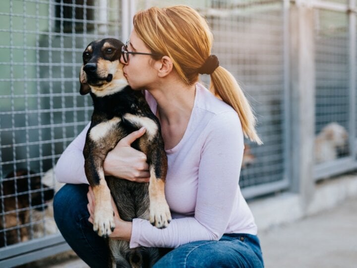 6 motivos para não comprar um cachorro