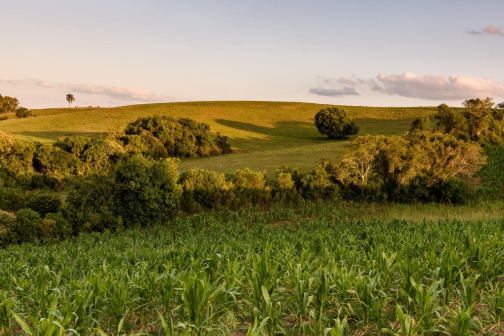 Vista dos Pampas Gaúchos