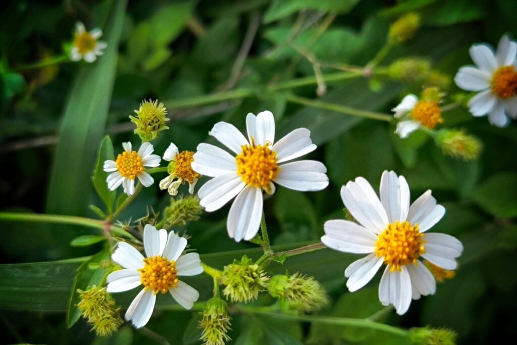 imagem de picão com flores brancas com centro amarelo